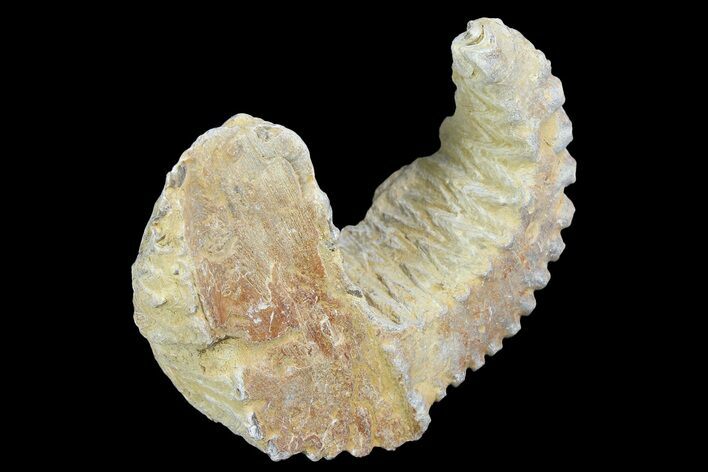 Cretaceous Fossil Oyster (Rastellum) - Madagascar #177731